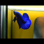 Royal Blue Plakat Male Betta (CBM-1034) BUY 4 GET 1 FREE! MIX & MATCH