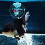 (NOK-186) Thai Tri Color Orchid Tail Oranda 4.00 inch Body Female 7 Months Age