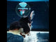 (NOK-186) Thai Tri Color Orchid Tail Oranda 4.00 inch Body Female 7 Months Age