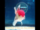 X (NOK-262) Thai Red/White Orchid Tail Oranda 3.50 inch Body Male 7 Months Age