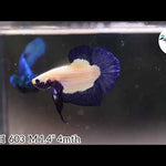 Blue Rim Plakat Male Betta Our Choice (CBM-1044)