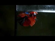Nemo Galaxy Over Halfmoon Rosetail Male Betta 