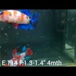 Live Aquarium Betta Fish Candy Koi Plakat Our Choice (CBG-026) R7B02