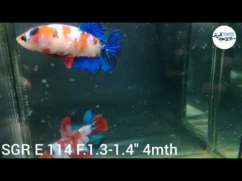 Live Aquarium Betta Fish Candy Koi Plakat Our Choice (CBG-026) R7B02
