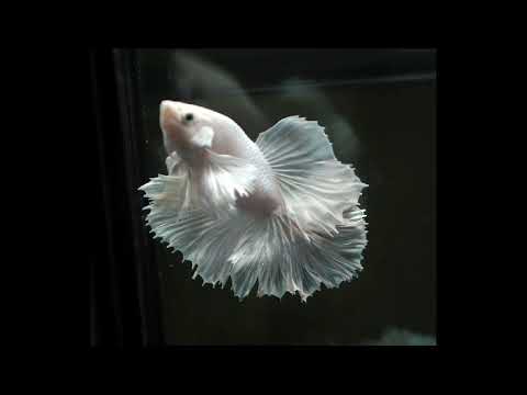 Over halfmoon pegasus dumbo ear white Male betta