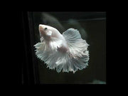 Over halfmoon pegasus dumbo ear white Male betta