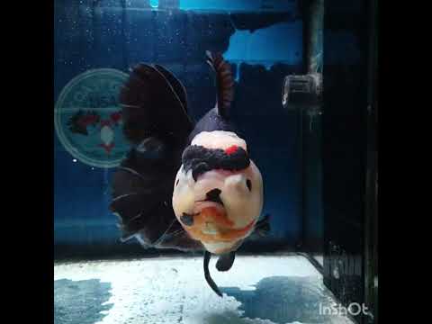 (NOK-351A) Thai Jumbo Tri Color Orchid Tail Oranda 4.50 inch Body Female 9 Months Age |PREORDER