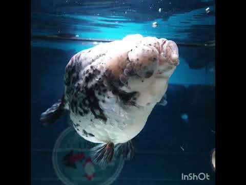 ONWAY(NOK-253) Thai Granite Calico Ranchu 4.00 inch Body Female 7 Months Age