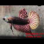 Copper Alien Male Wild Betta Our Choice (CBM-1049)