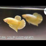 GOLD PLATINUM PLAKAT MALE BETTA Our Choice (CBM-1085)