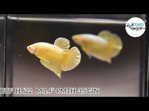 GOLD PLATINUM PLAKAT MALE BETTA Our Choice (CBM-1085)