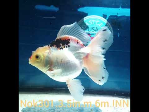 (NOK-301A) Thai Tri Color Orchid Tail Oranda 3.50 inch Body Male 6 Months Age |PREORDER