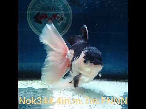(NOK-344A) Thai Jumbo Panda Orchid Tail Oranda 4.50 inch Body Male 7 Months Age |PREORDER