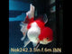 H(NOK-242) Thai Red/White Orchid Tail Oranda 3.50 inch Body Female 6 Months Age