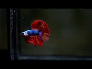 Red Peacock Metallic blue scales Halfmoon Male betta