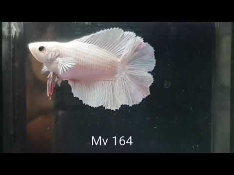 Live Betta Fish Double Tail Mix Color Halfmoon Our Choice (CBG-020) R7A08