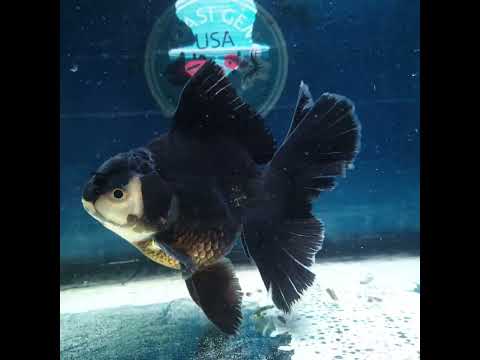 (NOK-331A) Thai Panda Orchid Tail Oranda 3.50 inch Body Male 6 Months Age |PREORDER