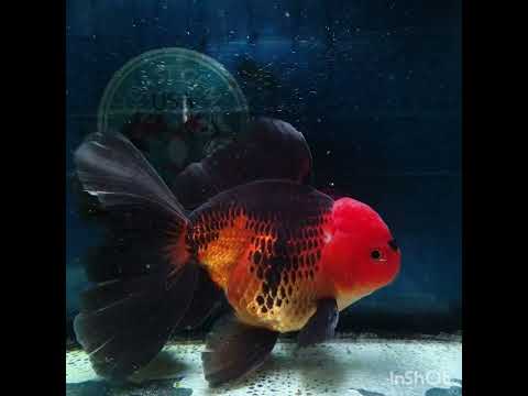 (NOK-337A) Thai Jumbo Apache Orchid Tail Oranda 5.00 inch Body Male 9 Months Age |PREORDER
