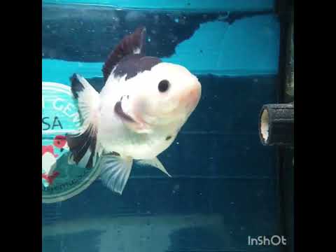 (NOK-319A) Thai Panda Medium Tail Oranda 3.50 inch Body Female 6 Months Age |PREORDER