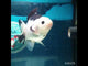 (NOK-319A) Thai Panda Medium Tail Oranda 3.50 inch Body Female 6 Months Age |PREORDER
