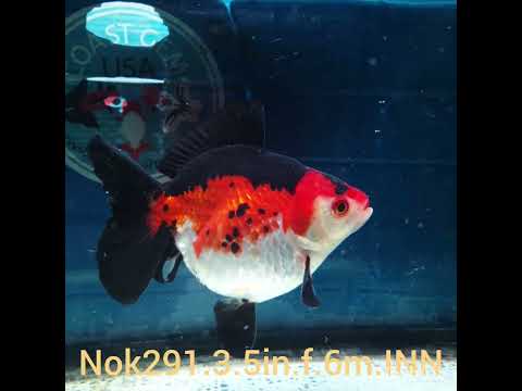 (NOK-291A) Thai Tri Color Medium Tail Oranda 3.50 inch Body Female 6 Months Age |PREORDER
