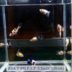 Betta Fish Yellow Koi Glalaxy Plakat Our Choice (CBG-021) R7A09