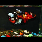 Live Aquarium Betta Fish Black Galaxy Koi Plakat Our Choice (CBG-016) R7A06