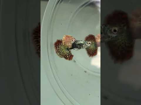 Live Fancy Guppy Fish Premium Quality Red Dragon High Dorsal XL Size (CGP-034)