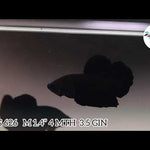 Super Black Plakat Male betta Our Choice (CBM-1033)