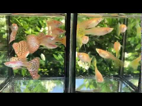 Albino King Cobra/Albino Snake Skin