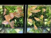 Albino King Cobra/Albino Snake Skin