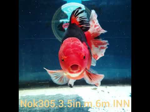 HERE(NOK-305A) Thai Apache Medium Tail Oranda 3.50 inch Body Male 6 Months Age |PREORDER
