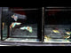 Siam Lazuri Blue/Red Grass guppy