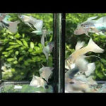German White Ribbon Guppy