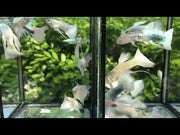 German White Ribbon Guppy