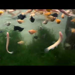 Albino Golden Dojo Loach 6 inch (Misgurnus anguillicaudatus)