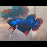 Blue Imbellis Red Tail Male Wild Betta Our Choice (CBM-1060)