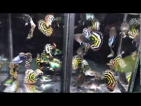 Live Fancy Guppy Fish Premium Quality Yellow Tiger Halfmoon Mosaic XL Size (CGP-035)