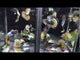 Live Fancy Guppy Fish Premium Quality Yellow Tiger Halfmoon Mosaic XL Size (CGP-035)