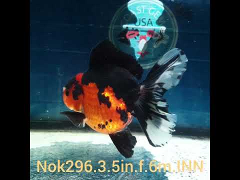 (NOK-296A) Thai Apache Orchid Tail Oranda 3.50 inch Body Female 6 Months Age |PREORDER