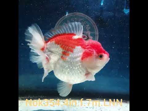 (NOK-354A) Thai Red/White Yuanbao Oranda 4.00 inch Body Female 7 Months Age |PREORDER