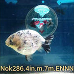 (NOK-286A) Thai Granite Calico Ranchu 4.00 inch Body Male 7 Months Age |PREORDER