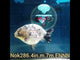 (NOK-286A) Thai Granite Calico Ranchu 4.00 inch Body Male 7 Months Age |PREORDER