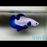 Blue Rim Plakat Male Betta Our Choice (CBM-1044)