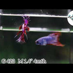 (BBF-A423) Lavender Fancy Crown Tail Male Betta