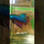 Green Smaragdina Male Wild Betta Our Choice (CBM-1059)