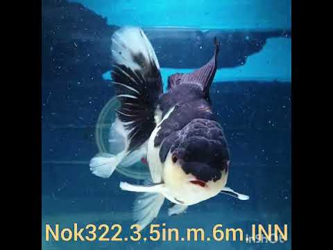 (NOK-322A) Thai Panda Orchid Tail Oranda 3.50 inch Body Male 6 Months Age |PREORDER
