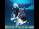 (NOK-322A) Thai Panda Orchid Tail Oranda 3.50 inch Body Male 6 Months Age |PREORDER