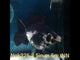 (NOK-326A) Thai Panda Medium Tail Oranda 3.50 inch Body Male 6 Months Age |PREORDER