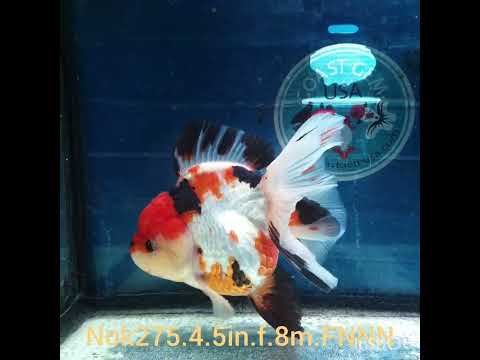 (NOK-275A) Thai Jumbo Tri Color Orchid Tail Oranda 4.50 inch Body Female 8 Months Age |PREORDER